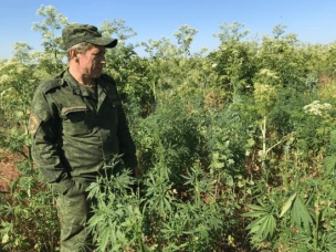 О необходимости своевременного проведения на прилегающих территориях мероприятий по выявлению и уничтожению очагов произрастания наркосодержащих растений
