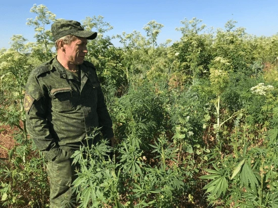О необходимости своевременного проведения на прилегающих территориях мероприятий по выявлению и уничтожению очагов произрастания наркосодержащих растений