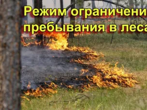 На территории Ростовской области продлен режим ограничения на пребывание граждан в лесах!