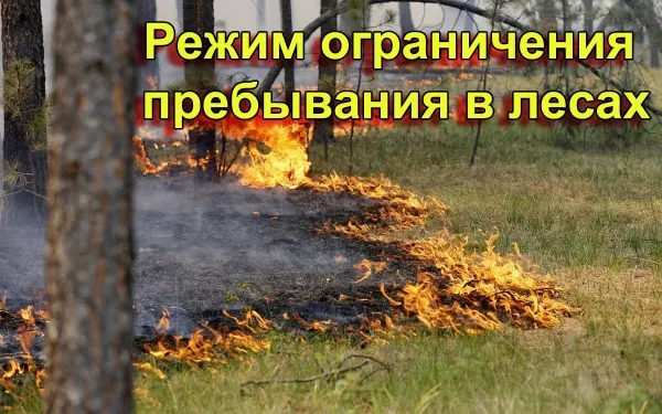 На территории Ростовской области продлен режим ограничения на пребывание граждан в лесах!