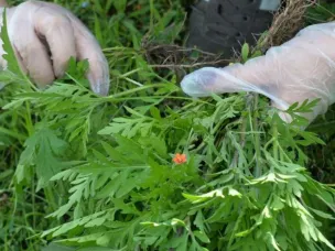 В районе проводятся мероприятия по борьбе с сорной растительностью
