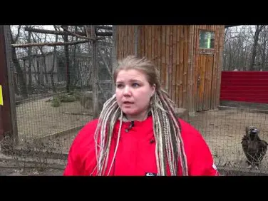 Парку птиц Малинки передали краснокнижного орлана белохвоста