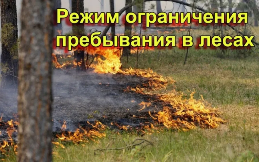 Введен режим ограничения пребывания граждан в лесах и въезда в них транспортных средств, проведения в лесах определенных видов работ
