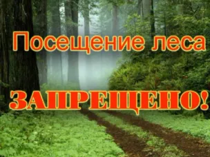 Установлен запрет на пребывание граждан в лесах!