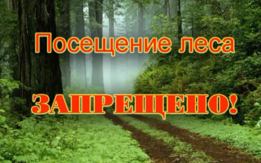 Установлен запрет на пребывание граждан в лесах!