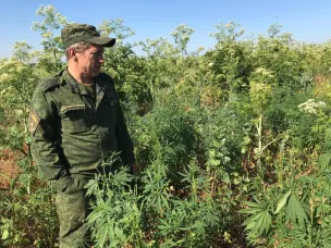 Проведен рейд в Единый день борьбы с дикорастущей коноплей