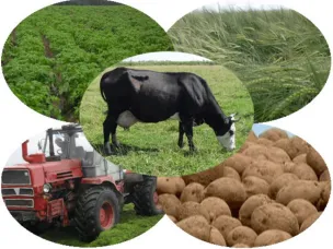 С 01.04.2019 изменяется порядок учета доходов от реализации плодов и продукции, полученных в личном подсобном хозяйстве при назначении адресной социальной помощи