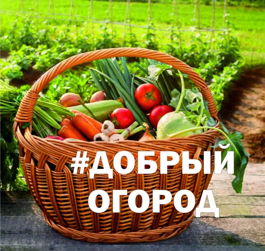 «Добрый огород» в шахтёрских территориях: общее дело на благо жителей