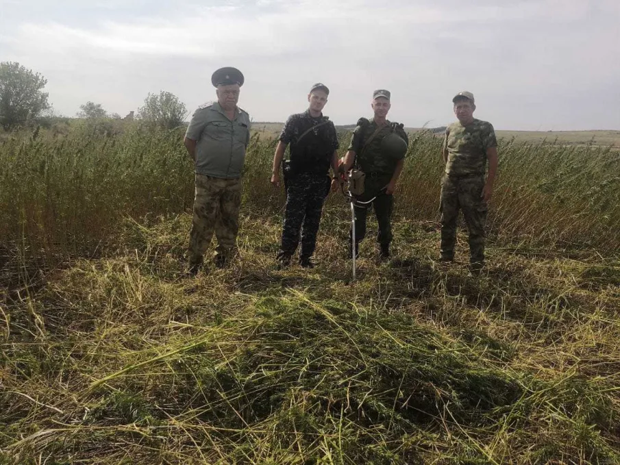 Проведен рейд по выявлению и уничтожению дикорастущей конопли